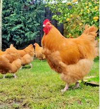 Fertile chicken buff for sale  New Holland