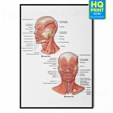Facial muscle human for sale  LONDON
