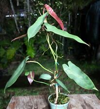 Philodendron atabapoense plant for sale  Hollywood