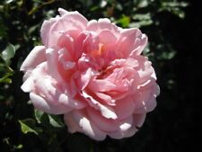 Rambling rose albertine for sale  GLASTONBURY