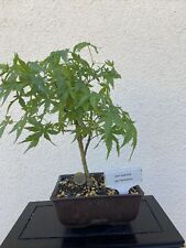 bonsai art gebraucht kaufen  Zuchering,-Unsernherrn