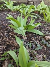 200++ Sementes de rampa, rampa e alho-poró selvagem, Allium tricoccum (colhido selvagem 2023).   comprar usado  Enviando para Brazil