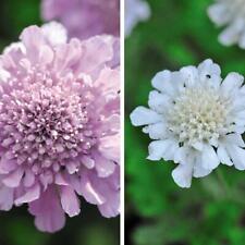 Scabious kudos collection for sale  IPSWICH