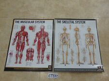 Lot anatomy posters for sale  Gordonville