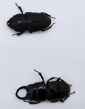 Aegus chelifer nitidus, pair, A1, 23/17mm, Kalimantan, #LA2 for sale  Shipping to South Africa