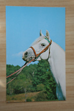 Used, Horses Postcard Horse Postcard Cheval CPA Cavallo Pair AK Arab for sale  Shipping to South Africa