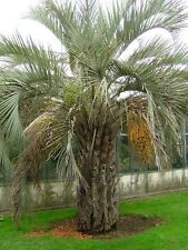Graines palmier abricotg176 d'occasion  Sanary-sur-Mer