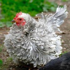 Mixed pekin hatching for sale  THETFORD