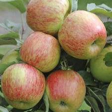 Braeburn apple fruit for sale  PETERBOROUGH