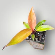 Philodendron prince orange for sale  Stigler