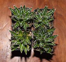 Queen victoria agave for sale  Benson