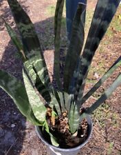 Snake plant mother for sale  Arcadia