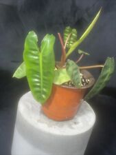 Philodendron billietiae pot for sale  Hyattsville