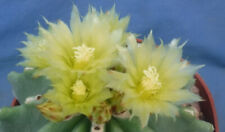 Ferocactus glaucescens inermis for sale  Tucson