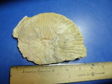 Ammonite anapachudiscus cretac for sale  Junction City