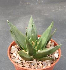 2922. ariocarpus trigonus for sale  YORK