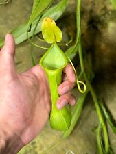 Nepenthes viridian cuttings for sale  North