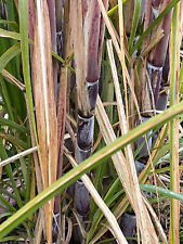 Cutting sugarcane plants for sale  Rancho Cucamonga