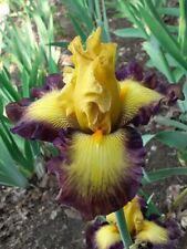 Iris barbata bicolor usato  Vilminore Di Scalve