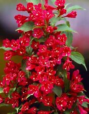 Weigela red prince for sale  KING'S LYNN