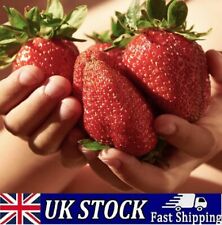 Gigantyczne nasiona truskawek, słodkie i pyszne, duże nasiona roślin owocowych ogrodowych UK, używany na sprzedaż  Wysyłka do Poland