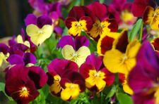150/300 Graines de Violette Cornue Grande Fleur Varié NonHybride Simple Bicolore d'occasion  Decize