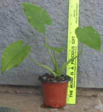 Used, 10" Starter Elephant Ear Upright in Pot Live Plant Alocasia Tropical Giant Aroid for sale  Shipping to South Africa