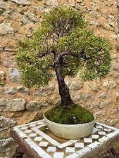 Bonsaï juniperus d'occasion  Nogent-sur-Marne