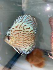 Assorted discus inches for sale  Lakewood