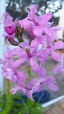 Light purple epidendrum for sale  Spring Hill
