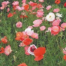 Poppy field mixed for sale  UK