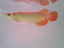 Juvenile malaysian golden for sale  HAYWARDS HEATH