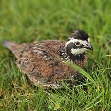 12x northern bobwhite for sale  NEWRY