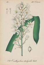 Narbonne Stern-Von-Bethlehem (Ornithogalum Stachyoides) Chromo-Lithographie 1880, used for sale  Shipping to South Africa