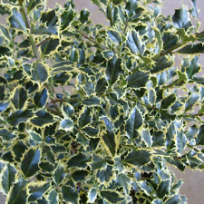 Ilex aquifolium argentea for sale  UK