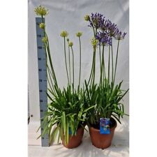 Agapanthus africanus liter for sale  Shipping to Ireland