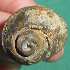 Gastropod Fossil Pleurotomaria kayseri Bolivia for sale  Shipping to South Africa