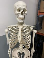 Life size skeleton for sale  Gilroy