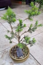spruce tree for sale  LONDON