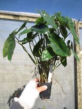 Actual large philodendron for sale  Fort Lauderdale
