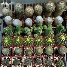 5 varieties cactus for sale  Palm City