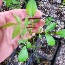 English walnut seedlings. for sale  Nevada