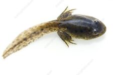 Live tadpoles texas for sale  Woodway