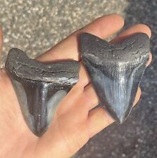 Megalodon fossil giant for sale  Yorba Linda