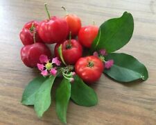 Acerola barbados cherry for sale  Yucaipa