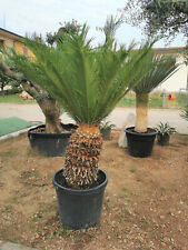 Usato, Cicas "Cycas revoluta" palma pianta in vaso ø24 cm usato  Valmacca