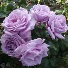 Rose shrub flower for sale  MELTON MOWBRAY