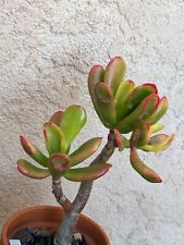 Crassula ovata red d'occasion  Cagnes-sur-Mer