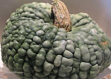 Squash italian winter for sale  SALISBURY