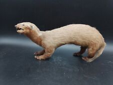 Taxidermie beau furet d'occasion  Saint-Etienne